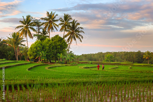 portrait of morning activity with sunrise over the rice fields of Bengkulu, Indonesia
