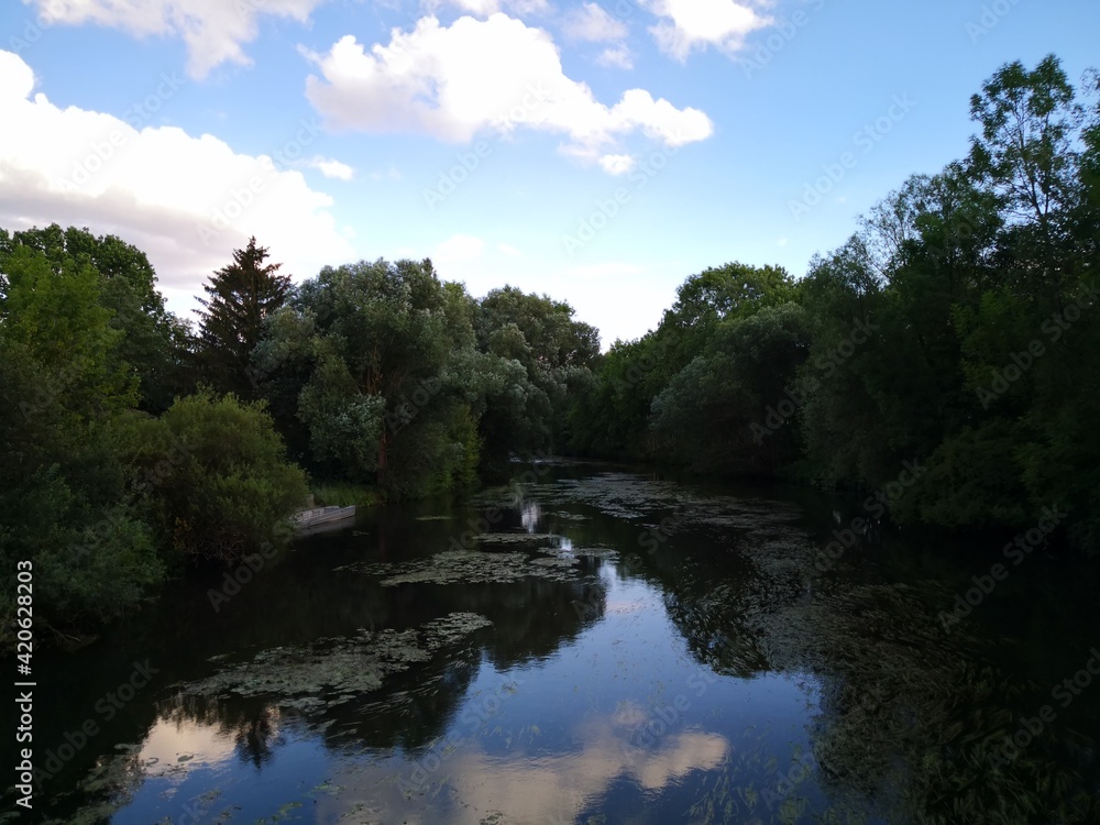 river in the forest