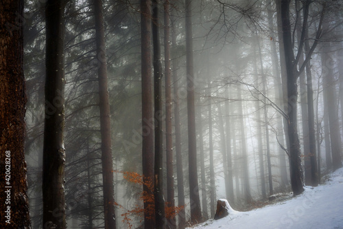 forest in the fog © Volker