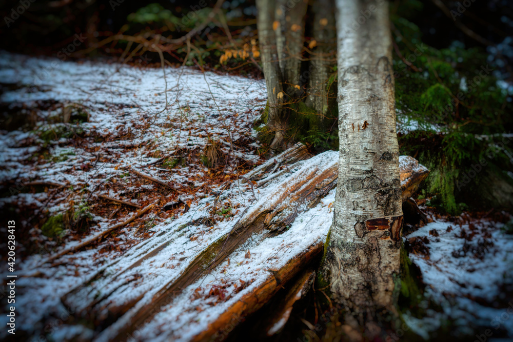 Fototapeta premium stump in the woods