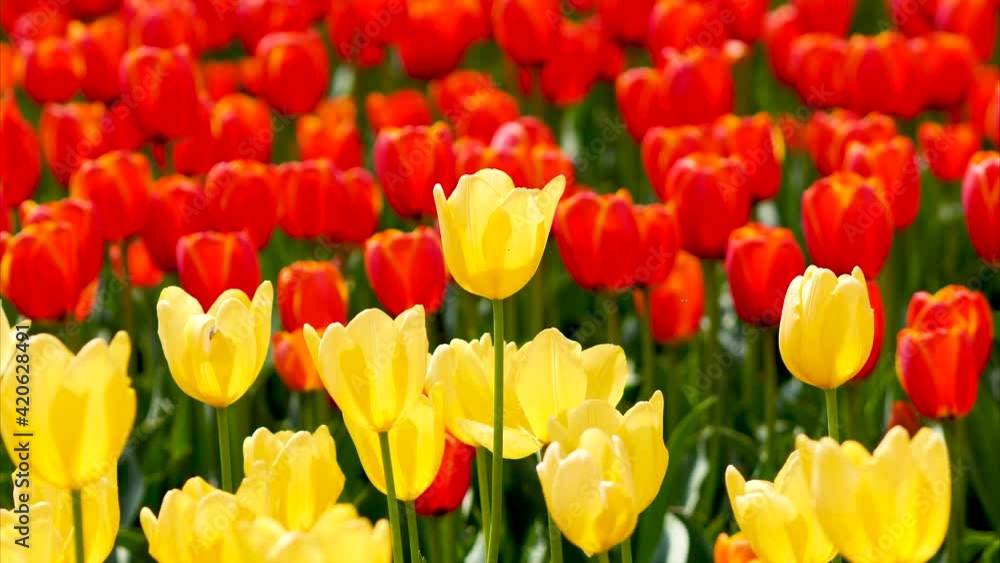 Close up of beautiful tulip flowers swing in wind in tulip field, 4k zoom out footage. Close up of beautiful tulip flowers swing in wind in tulip field, 4k zoom out footage.