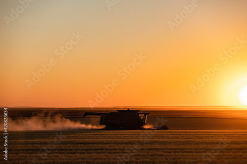 Combining wheat photo