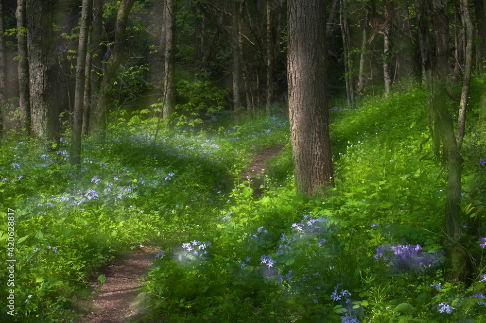 Obraz premium USA, Pennsylvania, Cedar Creek. Double-exposure of scenic with trail through blue phlox wildflowers and trees.