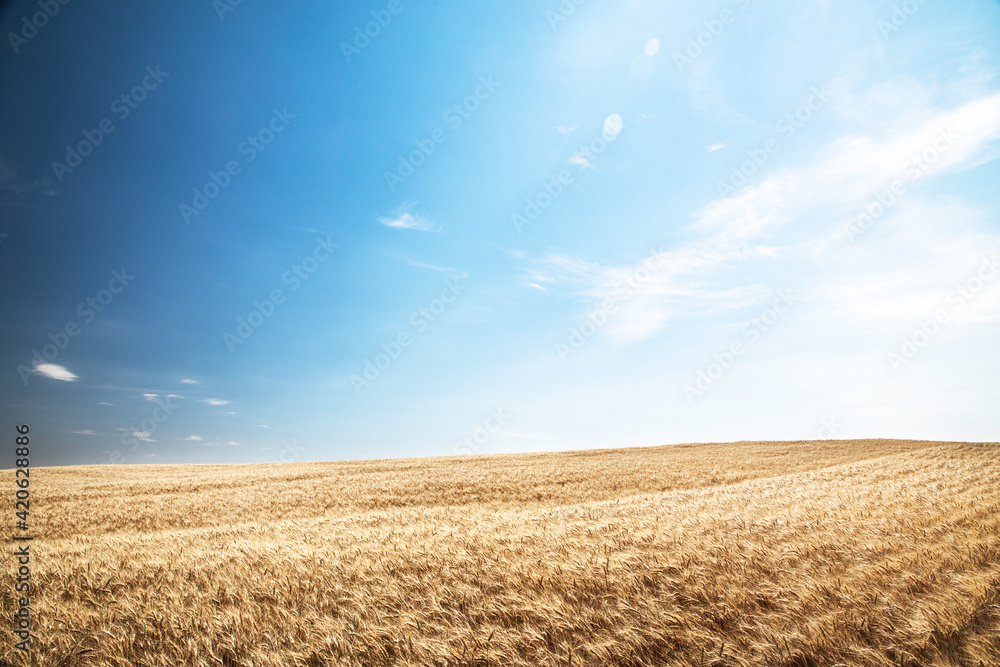 Wheat fields Wheat fields