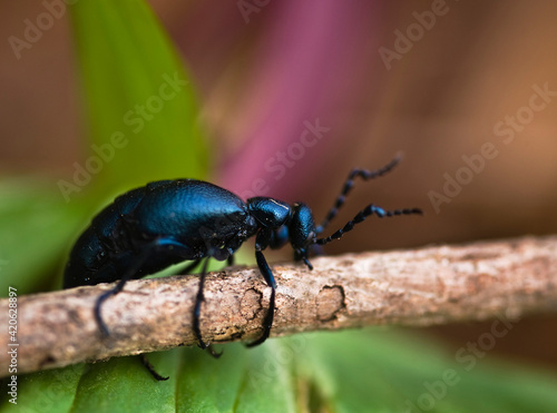 Wallpaper Mural USA, Pennsylvania. Close-up of spring beetle crawling on limb with trillium in background. Torontodigital.ca