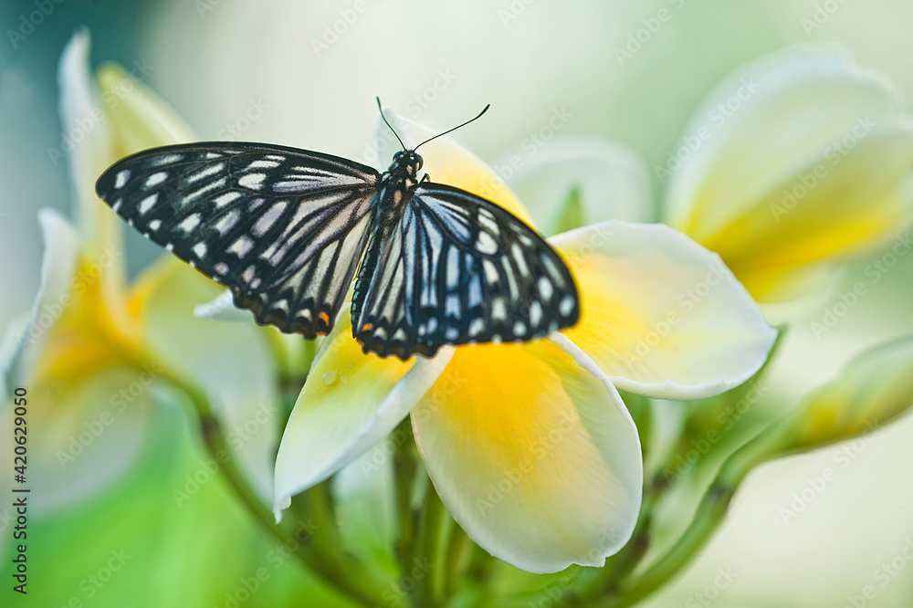 Fototapeta premium USA, Pennsylvania. Swallowtail butterfly on flower.