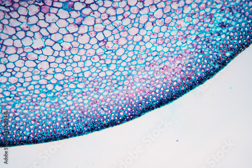 petiole of Cibotium barometz plant cell micrograph