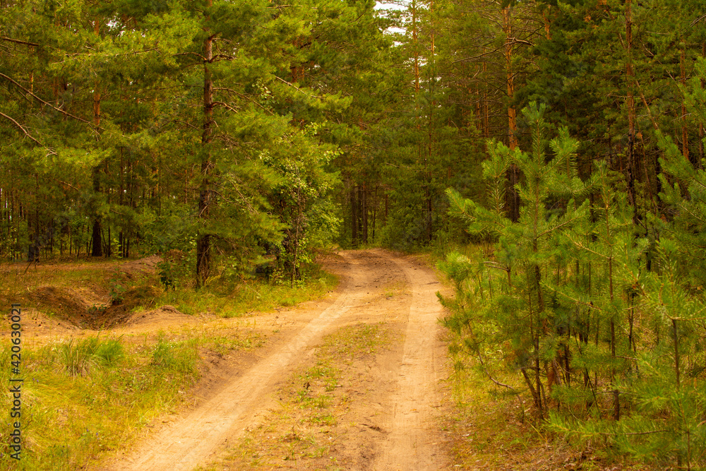 Fototapeta premium Forest road with a view of trees