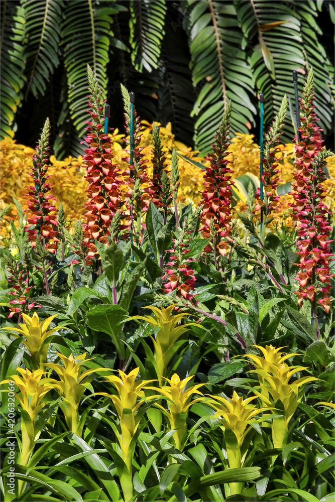 Bromelia planting in covered Conservatory Longwood Gardens, Pennsylvania Bromelia planting in covered Conservatory Longwood Gardens, Pennsylvania