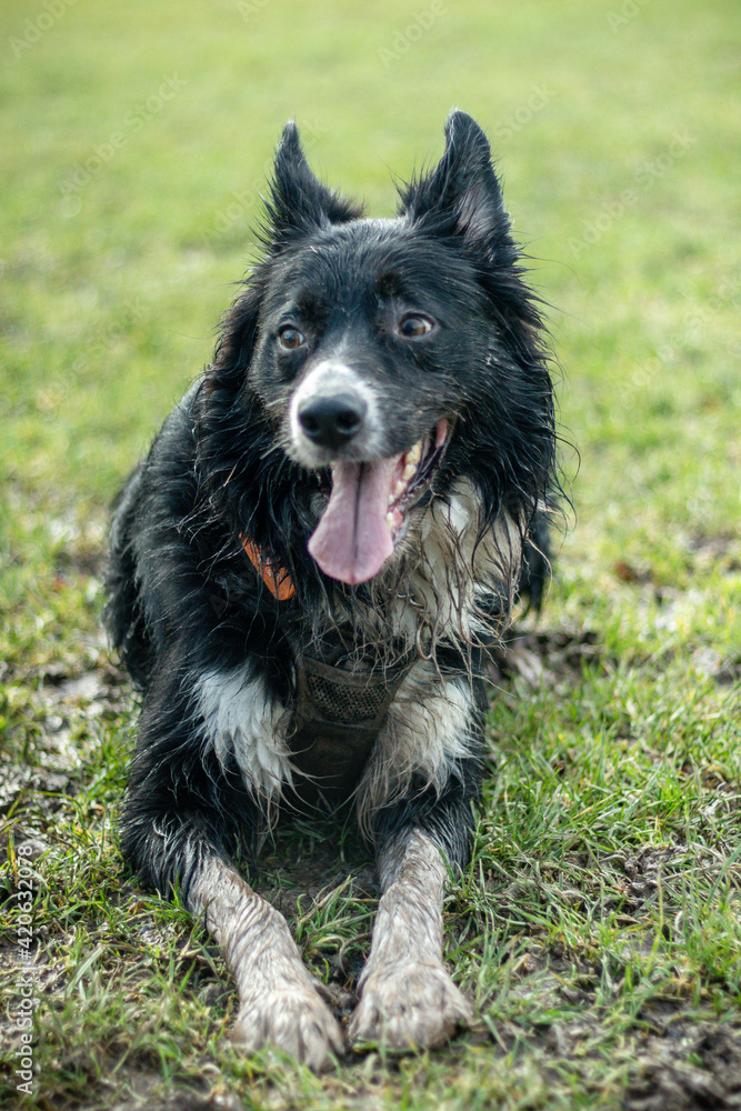 Collie Collie
