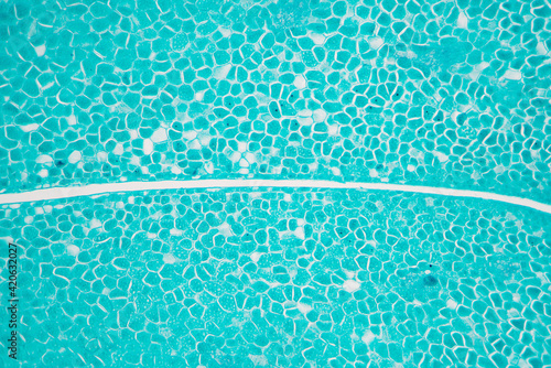 bitter almond (Semen Armeniacae Amarum) seed plant cells microgr