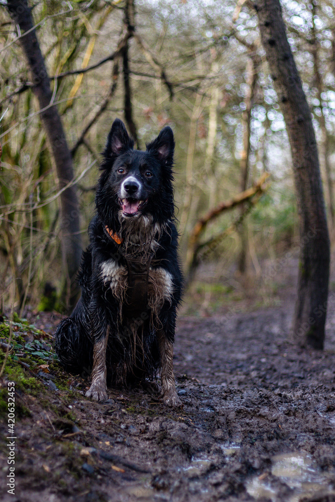 Border collie Border collie