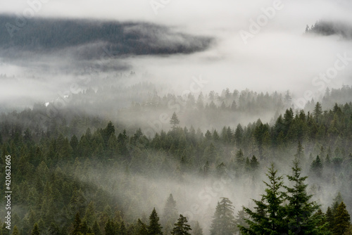 aerial view of morning mist evergreen forest photo