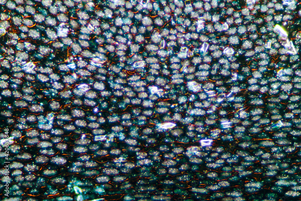 blackberry lily root plant cells micrograph blackberry lily root plant cells micrograph