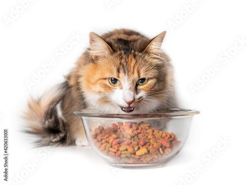 Cat eating kibbles from a bowl. Cute kitty with mouth open behind a large glass dish filled with dry pet food. Concept for overfeeding or overeating cats, dogs and pets. Isolated . Selective focus.