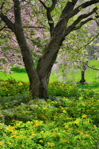 Fototapeta Naklejka Na Ścianę i Meble -  Flowering pink cherry trees with base of yellow primroses in the garden at Strathmore College, Pennsylvania