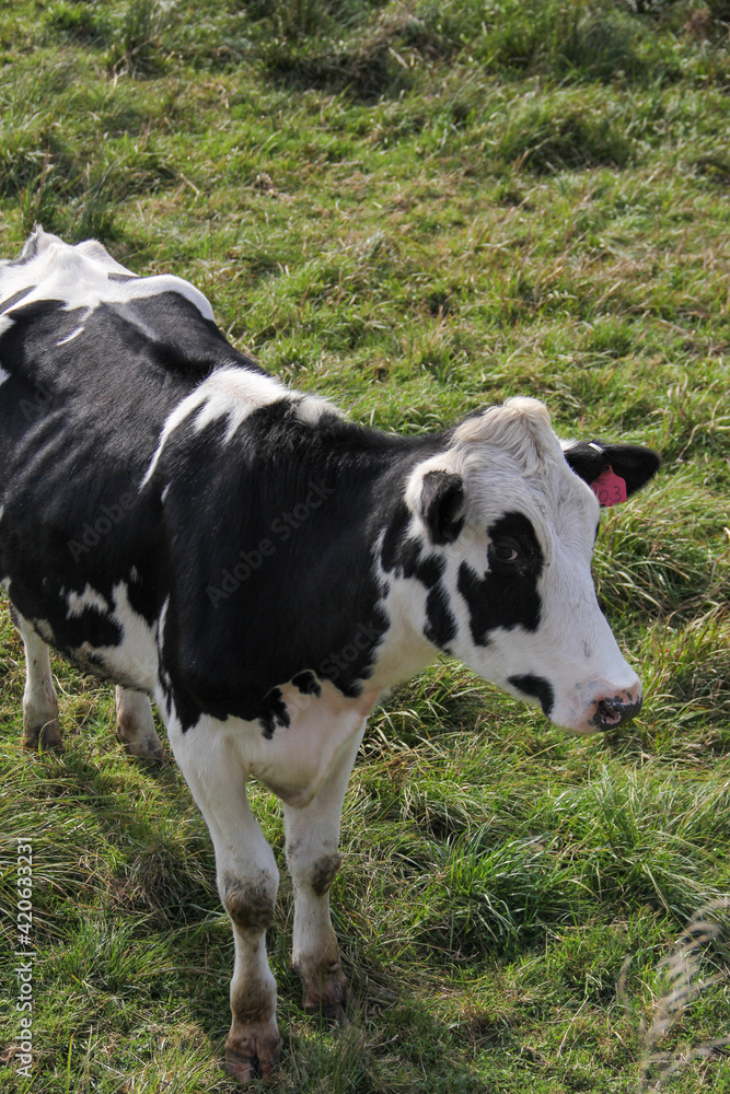black and white cow in a field black and white cow in a field