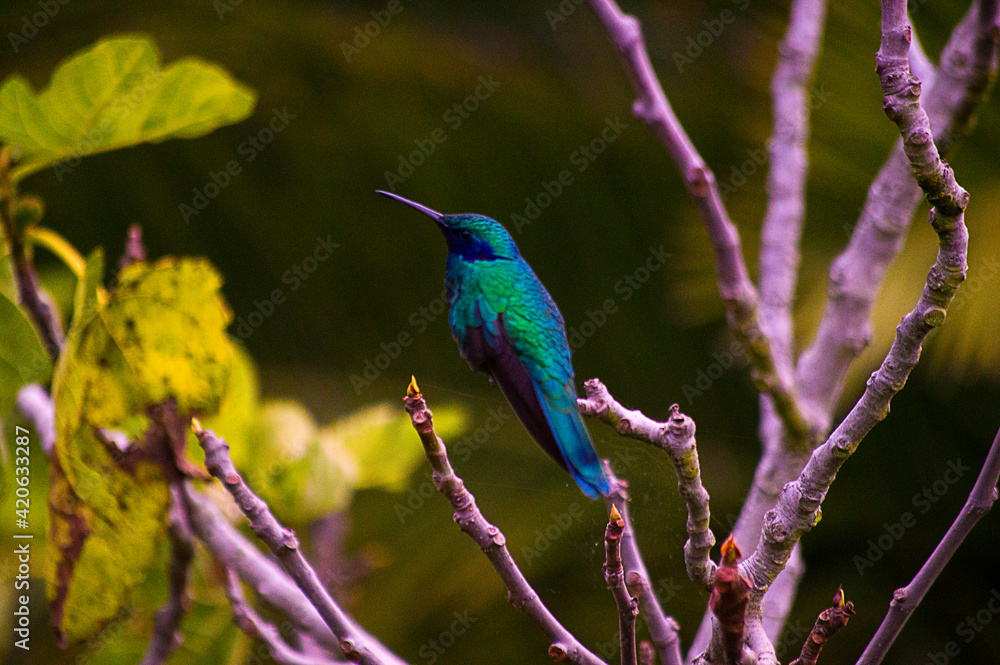 Obraz premium bee eater perched on branch