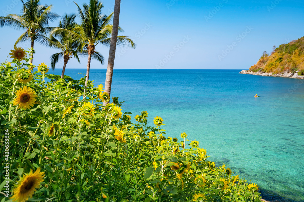 Beautiful fields with sunflowers in the summer with seashore Beautiful sea Turquoise water surface and Coconut palm trees in Summer Landscape at Phuket Thailand