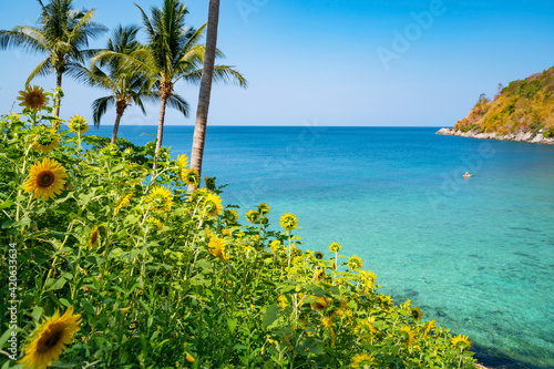 Beautiful fields with sunflowers in the summer with seashore Beautiful sea Turquoise water surface and Coconut palm trees in Summer Landscape at Phuket Thailand