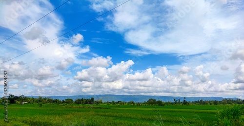 rice fields and blue sky