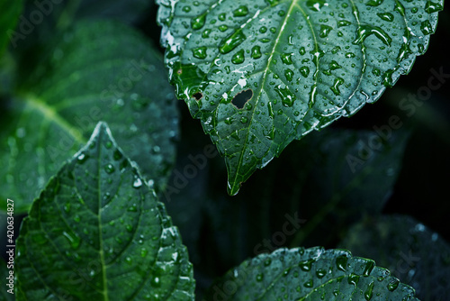 雨に濡れた紫陽花の葉