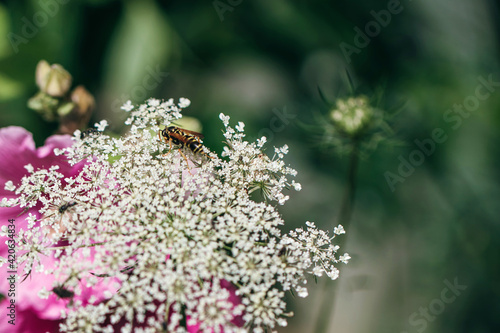 Bee eating pollen from tiny inflorescence of umbellifer flower