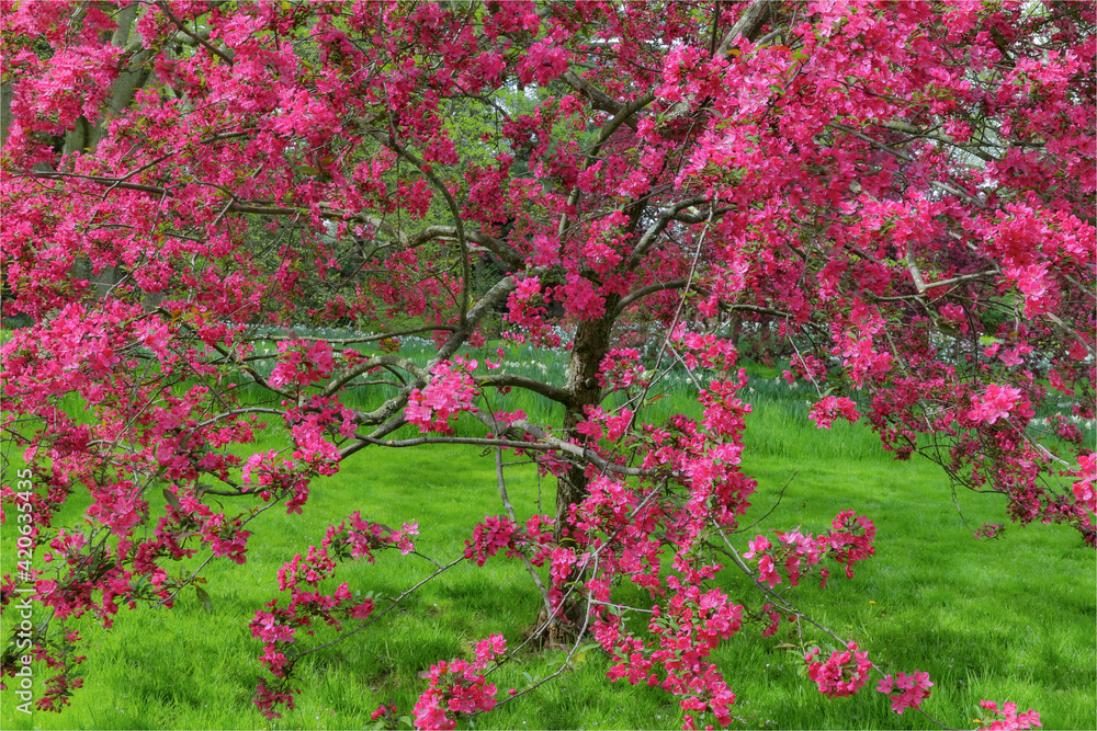 Springtime crabapple in rose blooming, Chanticleer Garden, Wayne, Pennsylvania.