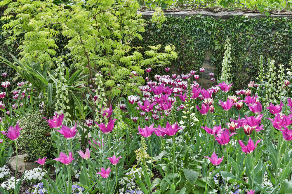 Tulips and foxglove along stone wall, Chanticleer Garden, Wayne, Pennsylvania.