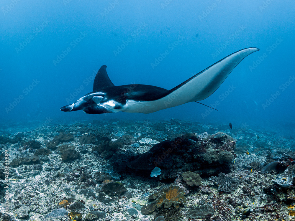 Obraz premium Sorcery