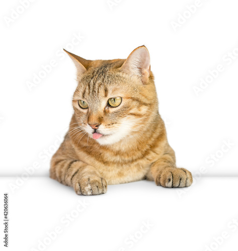 Cat shows tongue, isolated on white background