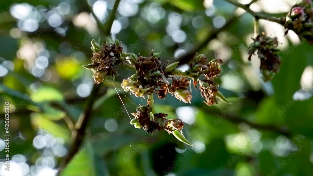 Dry Flower Buds Of A Plant During Sunny Day At The Forest Of Cotigao Wildlife Sanctuary In South Goa, India. - Selective Focus Shot Dry Flower Buds Of A Plant During Sunny Day At The Forest Of Cotigao Wildlife Sanctuary In South Goa, India. - Selective Focus Shot