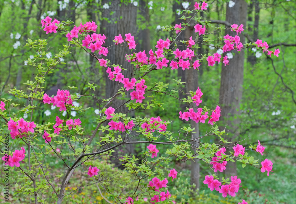 Fototapeta premium Azaleas in bloom, Jenkins Arboretum and Garden, Devon, Pennsylvania.