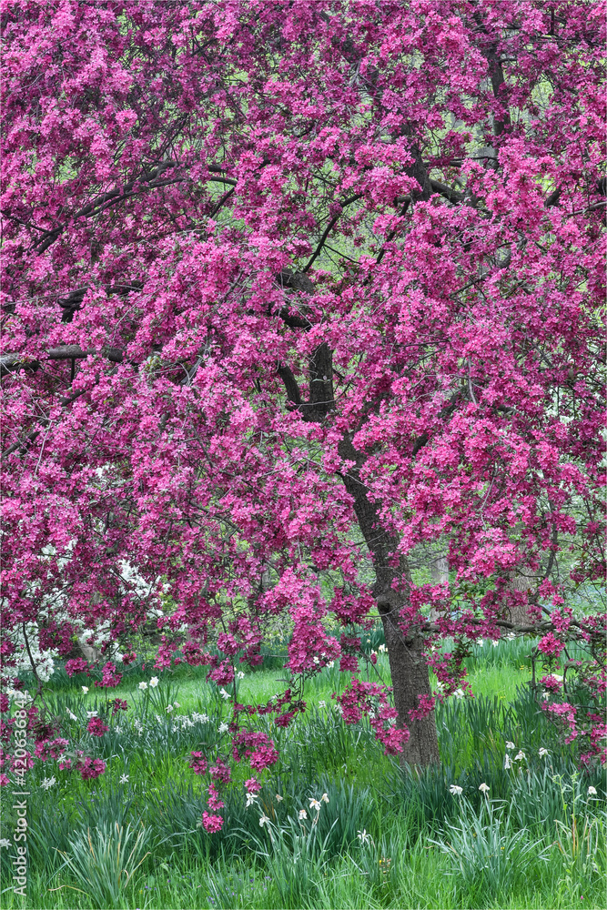 Springtime crabapple in rose blooming, Chanticleer Garden, Wayne, Pennsylvania. Springtime crabapple in rose blooming, Chanticleer Garden, Wayne, Pennsylvania.