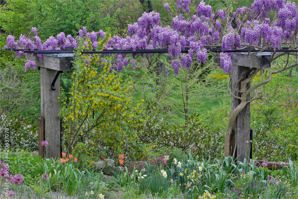Wisteria in full bloom on trellis, Chanticleer Garden, Wayne, Pennsylvania.