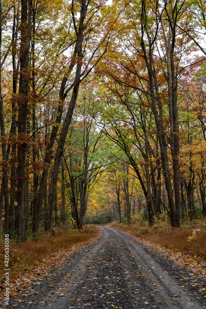 Dirt Road in the Fall Forest