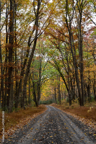 Dirt Road in the Fall Forest