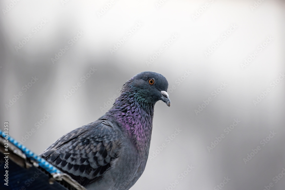 Close-up Rock Pigeon Isolated on Gray Background Close-up Rock Pigeon Isolated on Gray Background