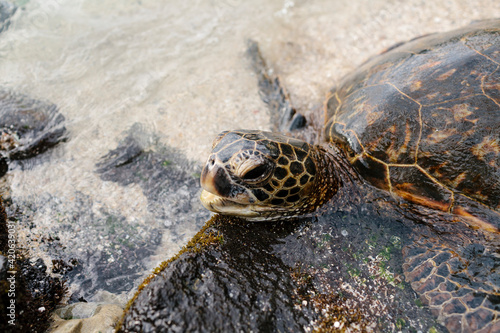 Foto Giant tortoise approaching the shore of a beach in Hawaii.