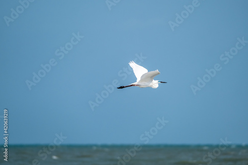 White Egret flying over sea with blue sky.