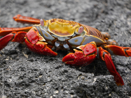red crab on the sand