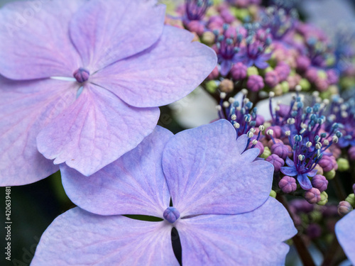 Close-up of a purple lacecap hydrangea. photo