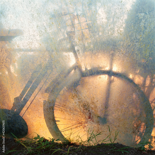 silhouette of old bicycle leaning up against a poly wrap tunnel in a garden, at sunset