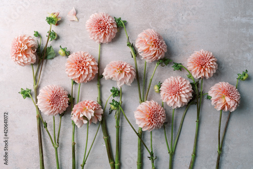 Pink dahlias