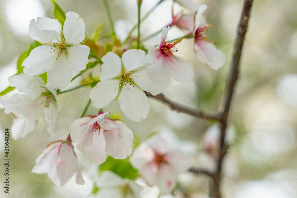Close view of white and pink peach blossoms in spring time.