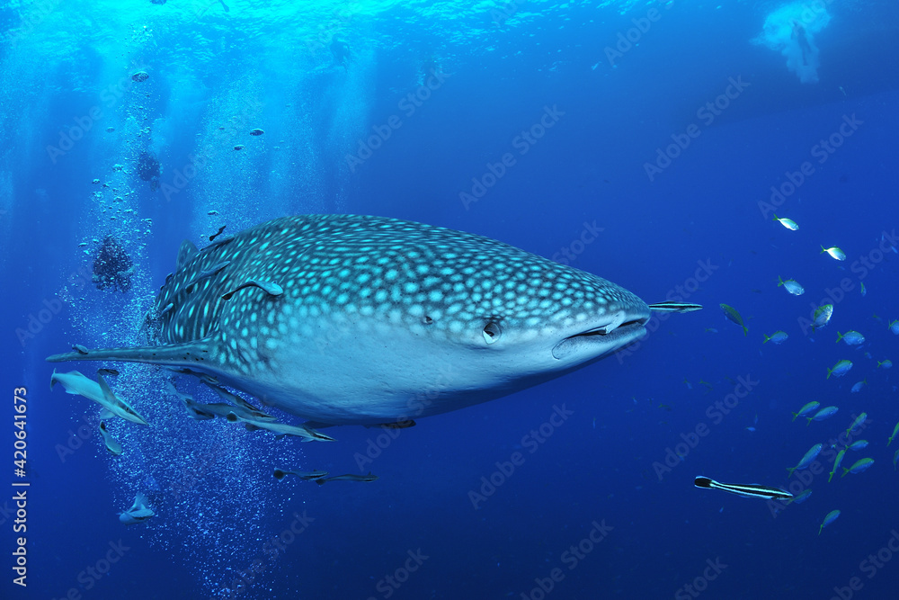 悠々と泳ぐジンベイザメは世界最大の魚類 悠々と泳ぐジンベイザメは世界最大の魚類