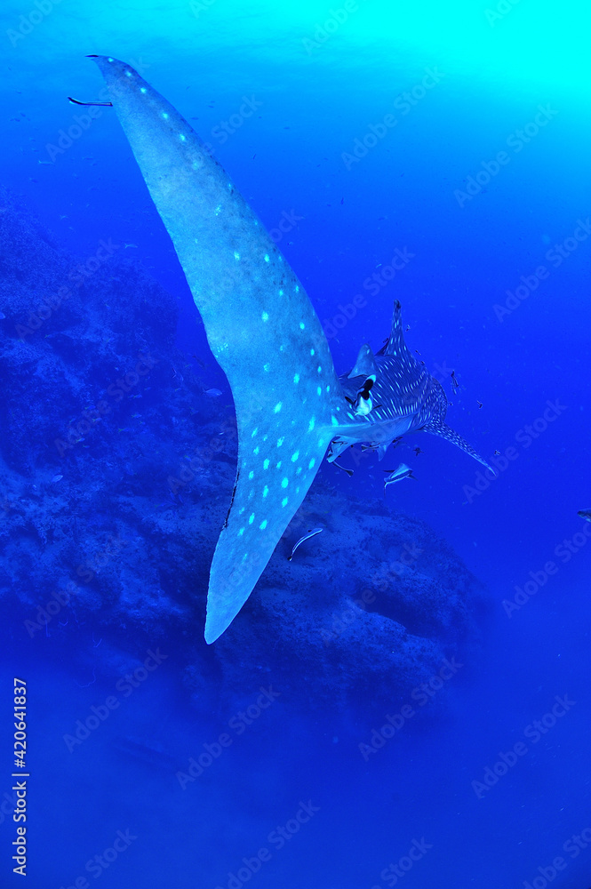 Fototapeta premium 悠々と泳ぐジンベイザメは世界最大の魚類