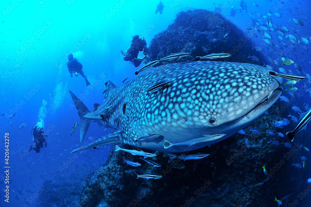 Fototapeta premium 悠々と泳ぐジンベイザメは世界最大の魚類