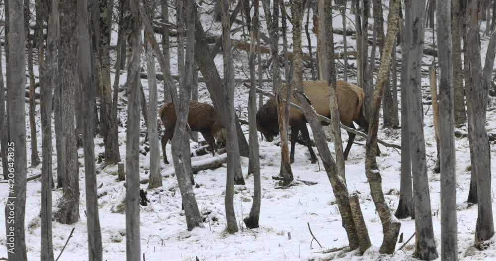 Two buck deer locking antlers in winter forest Two buck deer locking antlers in winter forest