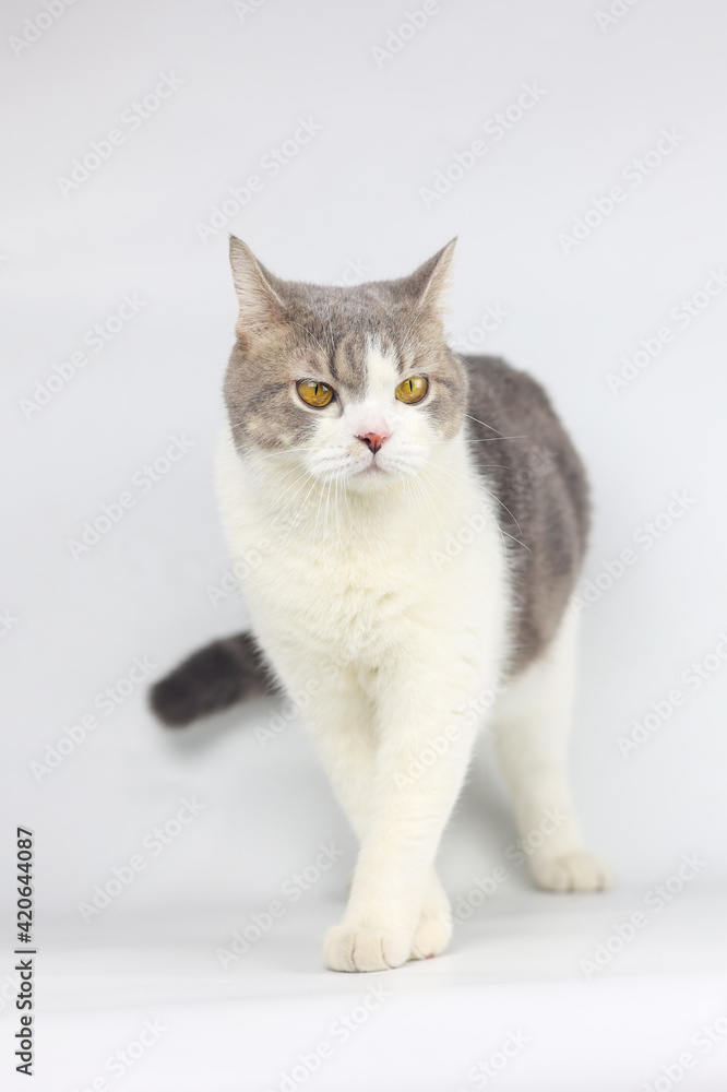 Scottish Fold cat are standing on white background. Tabby cat isolate on white background.
